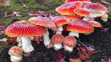 Amanita Mysteries Unveiled - 8 Fascinating Facts About These Enigmatic Mushrooms