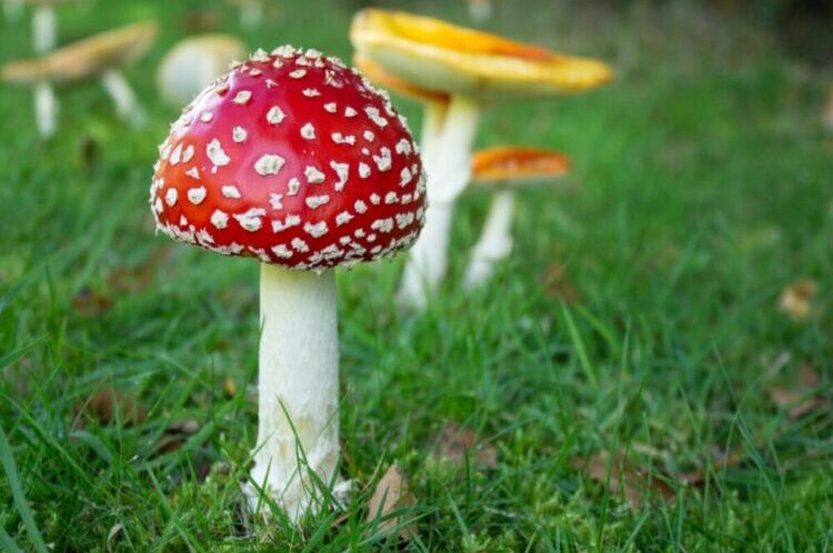 Ecological Significance of Amanitas